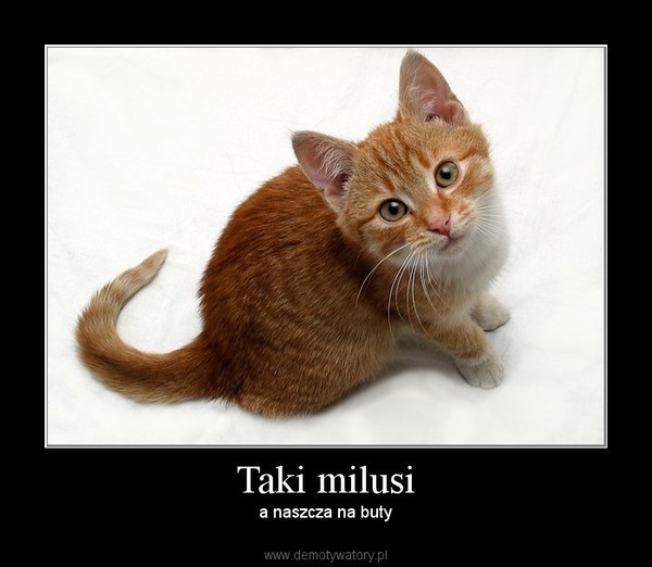 Taki milusi – a naszcza na buty 