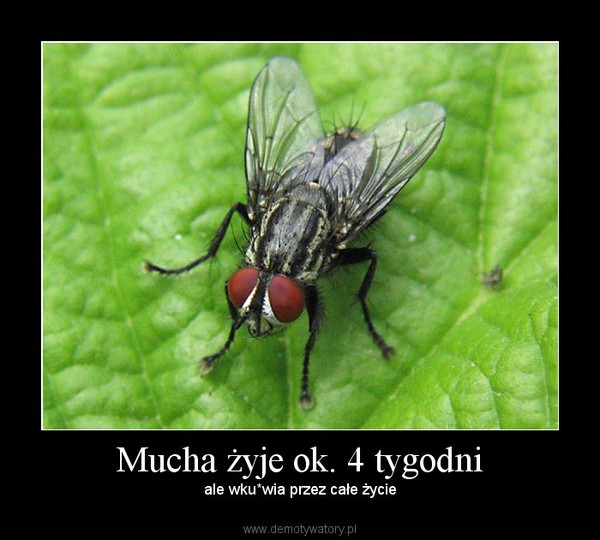 Mucha żyje ok. 4 tygodni – ale wku*wia przez całe życie 
