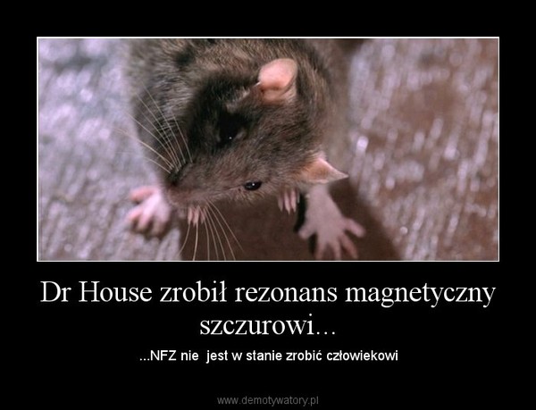 Dr House zrobił rezonans magnetyczny szczurowi... – ...NFZ nie  jest w stanie zrobić człowiekowi 