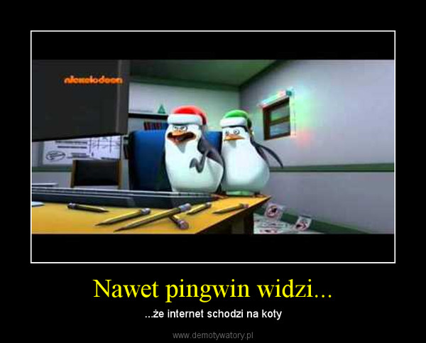 Nawet pingwin widzi... – ...że internet schodzi na koty 