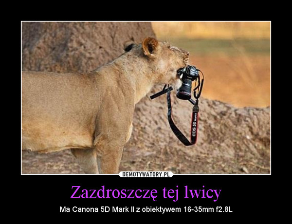 Zazdroszczę tej lwicy – Ma Canona 5D Mark II z obiektywem 16-35mm f2.8L 