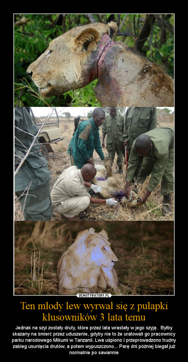 Ten młody lew wyrwał się z pułapki kłusowników 3 lata temu – Jednak na szyi zostały druty, które przez lata wrastały w jego szyję.  Byłby skazany na śmierć przez uduszenie, gdyby nie to że uratowali go pracownicy parku narodowego Mikumi w Tanzanii. Lwa uśpiono i przeprowadzono trudny zabieg usunięcia drutów, a pote 