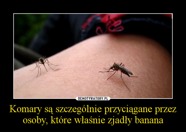 Komary są szczególnie przyciągane przez osoby, które właśnie zjadły banana –  