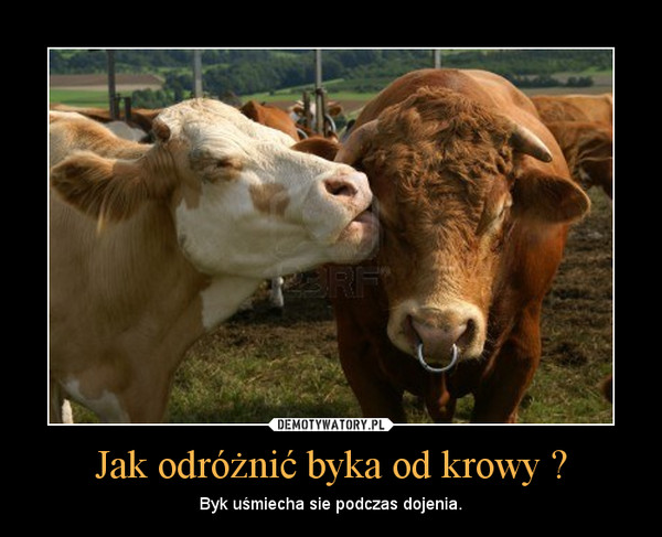 Jak odróżnić byka od krowy ? – Byk uśmiecha sie podczas dojenia. 