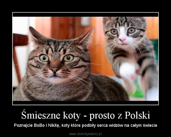 Śmieszne koty - prosto z Polski – Poznajcie BoBo i Nikitę, koty które podbiły serca widzów na całym świecie 