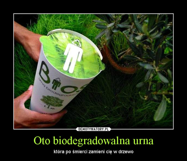 Oto biodegradowalna urna – która po śmierci zamieni cię w drzewo 