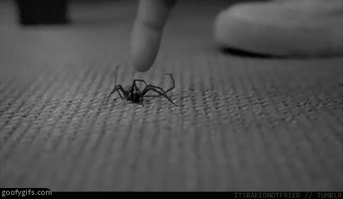 To już teraz wiesz – Dlaczego boję się pająków 