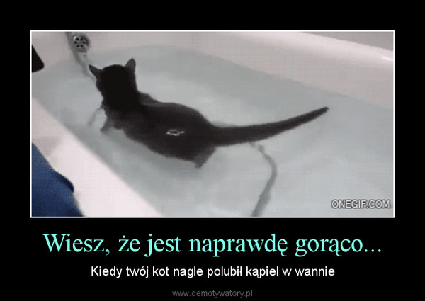 Wiesz, że jest naprawdę gorąco... – Kiedy twój kot nagle polubił kąpiel w wannie 