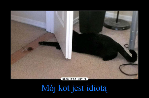 Mój kot jest idiotą –  