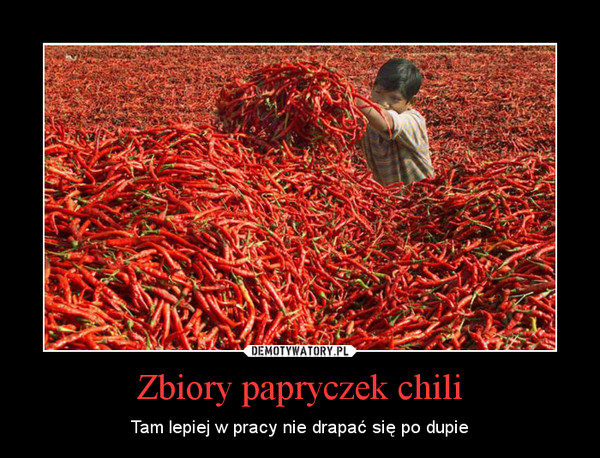 Zbiory papryczek chili