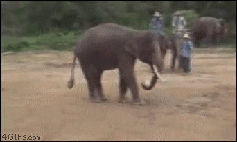 Załatwcie tego trenera, co słonia grać nauczył – może zrobi coś z naszą reprezentacją 