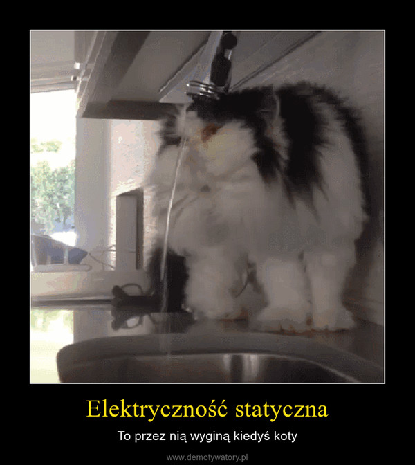 Elektryczność statyczna – To przez nią wyginą kiedyś koty 