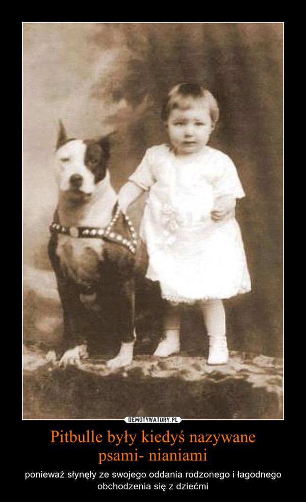 Pitbulle były kiedyś nazywane
psami- nianiami