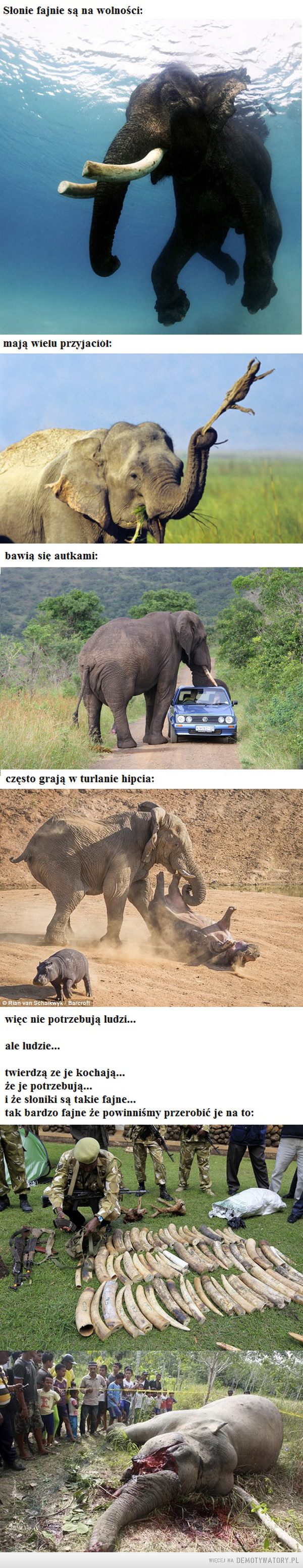 Krótka historia o słoniach –  