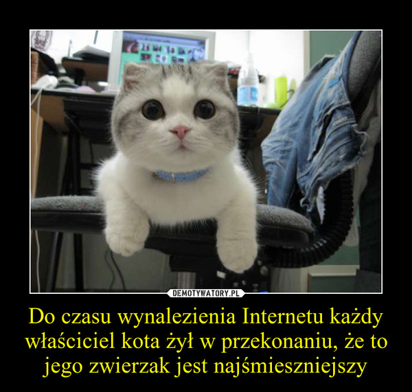 Do czasu wynalezienia Internetu każdy właściciel kota żył w przekonaniu, że to jego zwierzak jest najśmieszniejszy –  