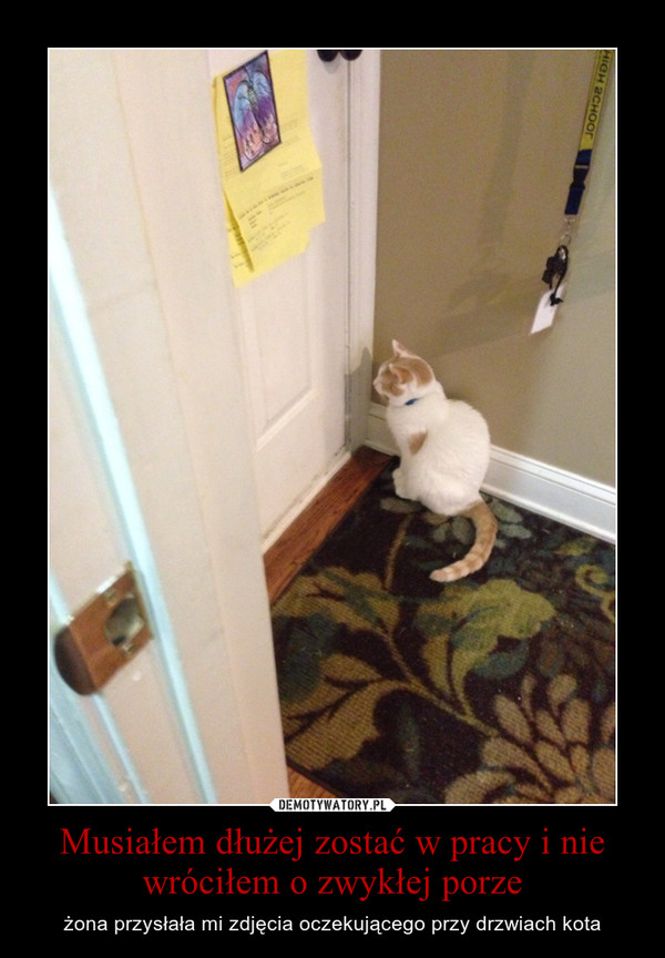 Musiałem dłużej zostać w pracy i nie wróciłem o zwykłej porze – żona przysłała mi zdjęcia oczekującego przy drzwiach kota 
