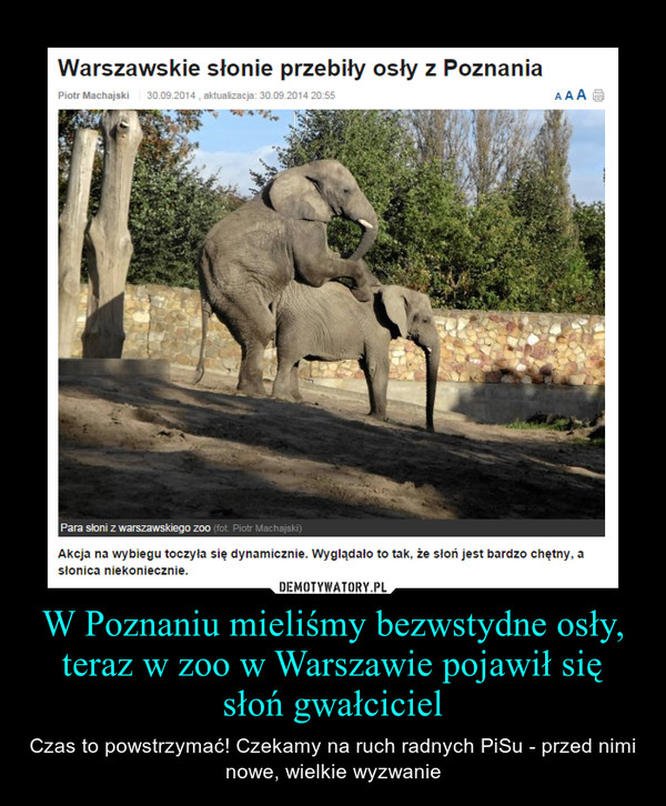 W Poznaniu mieliśmy bezwstydne osły, teraz w zoo w Warszawie pojawił się słoń gwałciciel
