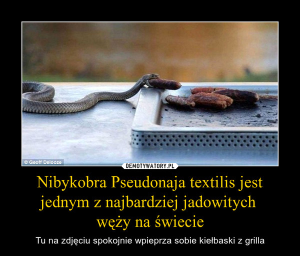 Nibykobra Pseudonaja textilis jest jednym z najbardziej jadowitych węży na świecie – Tu na zdjęciu spokojnie wpieprza sobie kiełbaski z grilla 