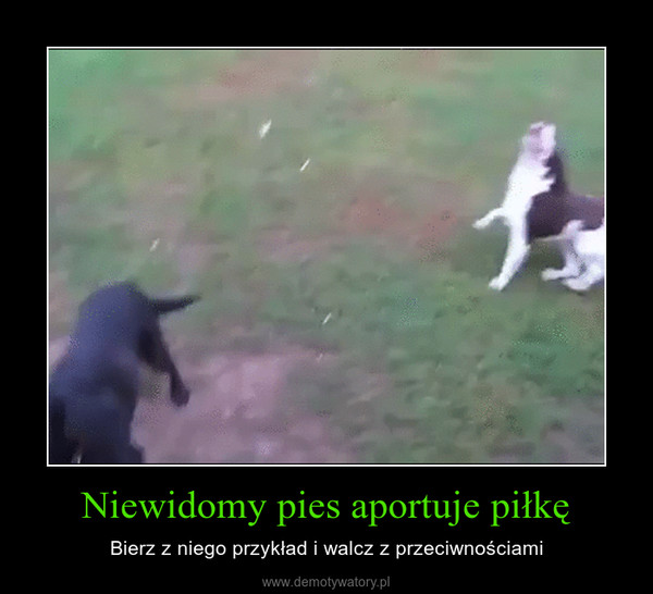 Niewidomy pies aportuje piłkę – Bierz z niego przykład i walcz z przeciwnościami 