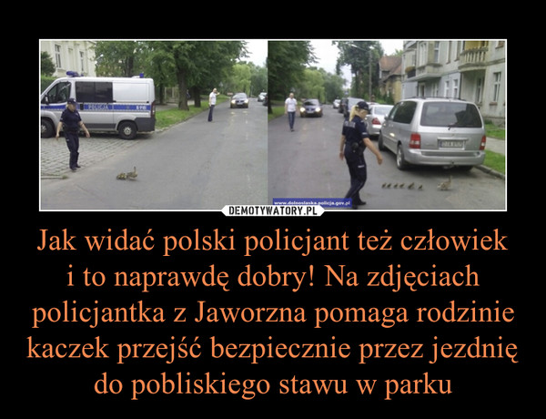 Jak widać polski policjant też człowieki to naprawdę dobry! Na zdjęciach policjantka z Jaworzna pomaga rodzinie kaczek przejść bezpiecznie przez jezdnię do pobliskiego stawu w parku –  