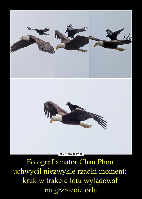 Fotograf amator Chan Phoo uchwycił niezwykle rzadki moment: kruk w trakcie lotu wylądował na grzbiecie orła –  