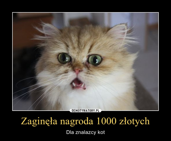 Zaginęła nagroda 1000 złotych – Dla znalazcy kot 