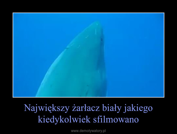 Największy żarłacz biały jakiego kiedykolwiek sfilmowano –  