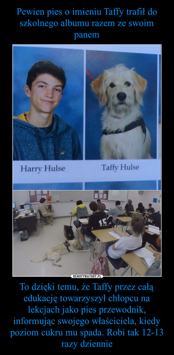 To dzięki temu, że Taffy przez całą edukację towarzyszył chłopcu na lekcjach jako pies przewodnik, informując swojego właściciela, kiedy poziom cukru mu spada. Robi tak 12-13 razy dziennie –  Harry HulseTaffy Hulse