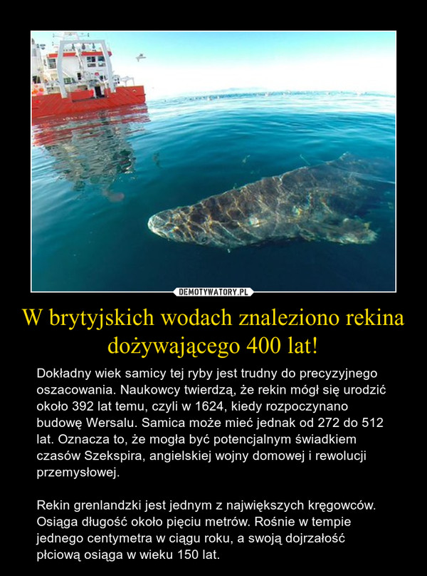 W brytyjskich wodach znaleziono rekina dożywającego 400 lat! – Dokładny wiek samicy tej ryby jest trudny do precyzyjnego oszacowania. Naukowcy twierdzą, że rekin mógł się urodzić około 392 lat temu, czyli w 1624, kiedy rozpoczynano budowę Wersalu. Samica może mieć jednak od 272 do 512 lat. Oznacza to, że mogła być potencjalnym świadkiem czasów Szekspira, angielskiej wojny domowej i rewolucji przemysłowej.Rekin grenlandzki jest jednym z największych kręgowców. Osiąga długość około pięciu metrów. Rośnie w tempie jednego centymetra w ciągu roku, a swoją dojrzałość płciową osiąga w wieku 150 lat. 