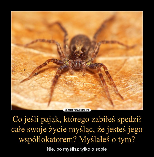 Co jeśli pająk, którego zabiłeś spędził całe swoje życie myśląc, że jesteś jego współlokatorem? Myślałeś o tym? – Nie, bo myślisz tylko o sobie 