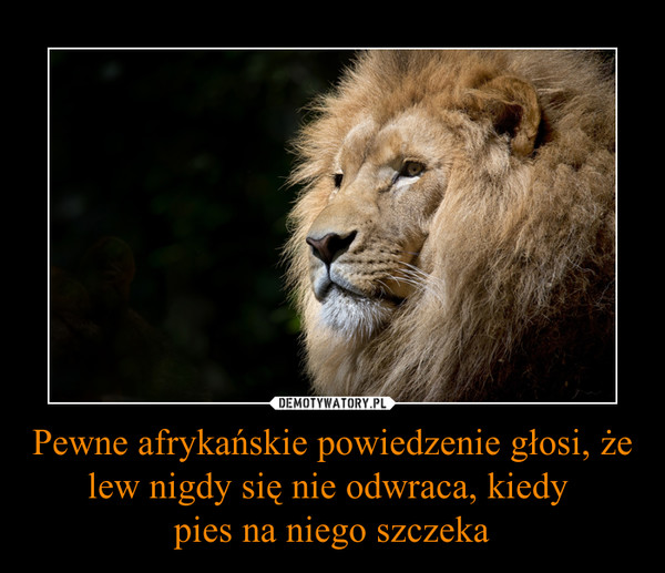 Pewne afrykańskie powiedzenie głosi, że lew nigdy się nie odwraca, kiedy 
pies na niego szczeka