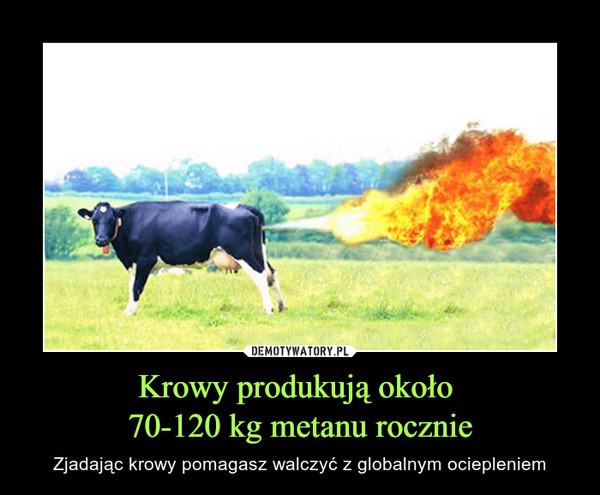Krowy produkują około 
70-120 kg metanu rocznie