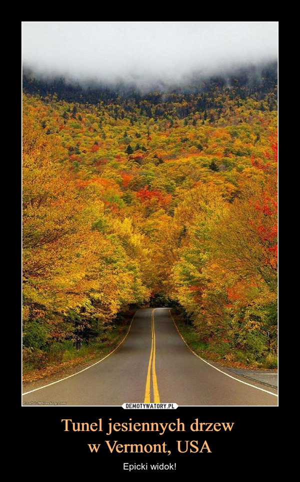 Tunel jesiennych drzew w Vermont, USA – Epicki widok! 