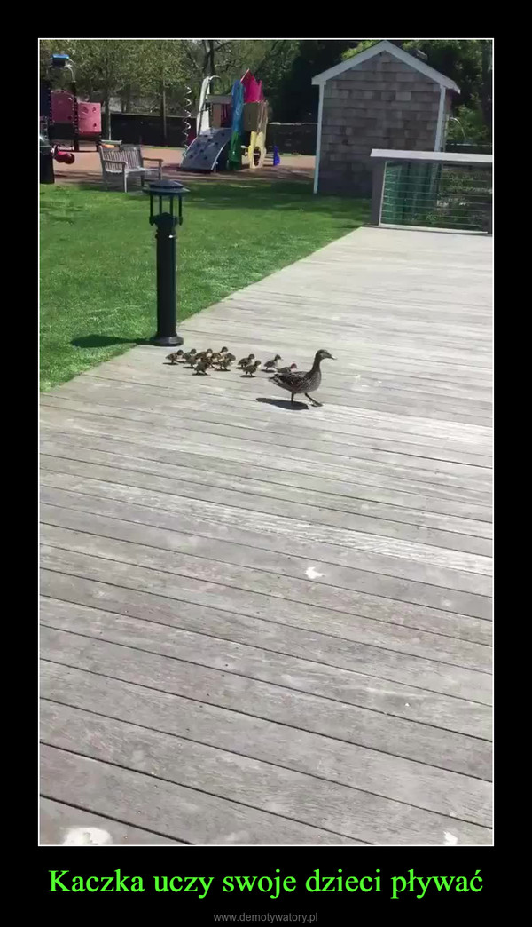 Kaczka uczy swoje dzieci pływać –  