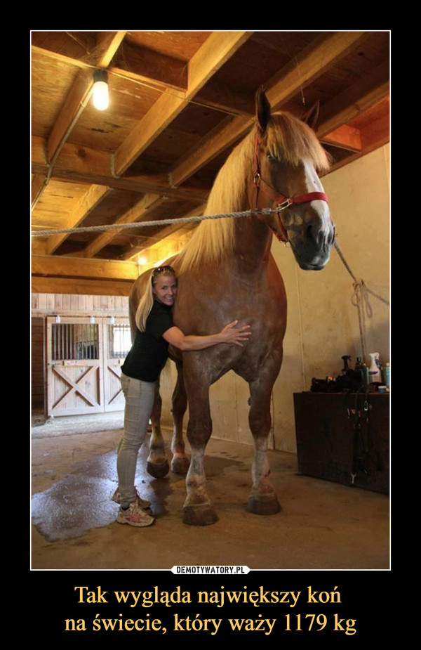 Tak wygląda największy koń na świecie, który waży 1179 kg –  