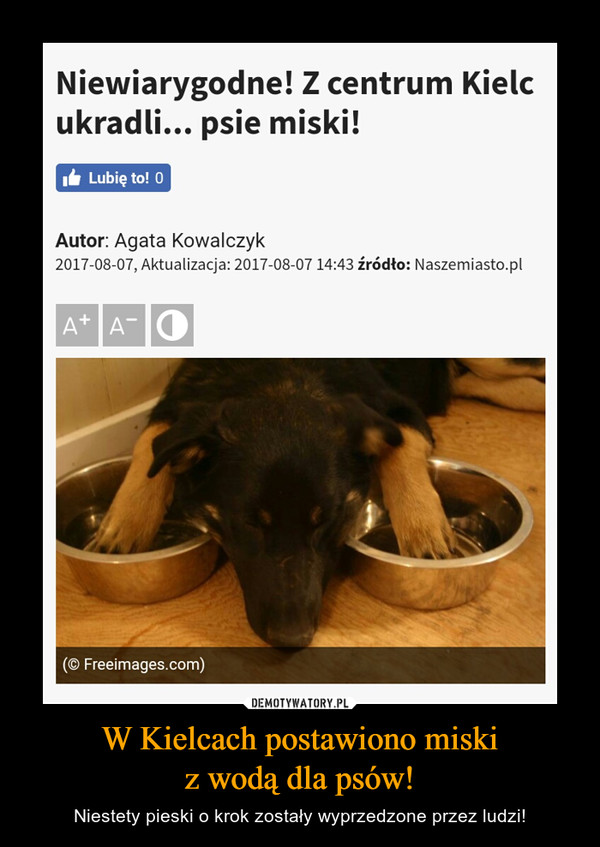 W Kielcach postawiono miskiz wodą dla psów! – Niestety pieski o krok zostały wyprzedzone przez ludzi! 