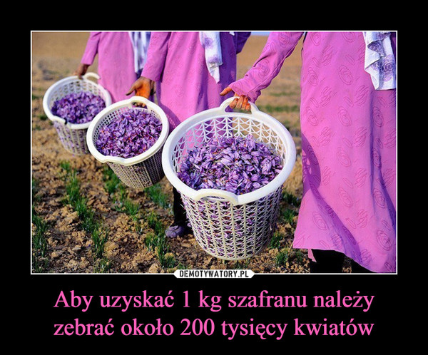 Aby uzyskać 1 kg szafranu należyzebrać około 200 tysięcy kwiatów –  