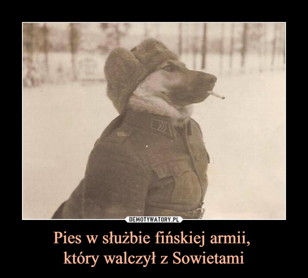 Pies w służbie fińskiej armii, 
który walczył z Sowietami