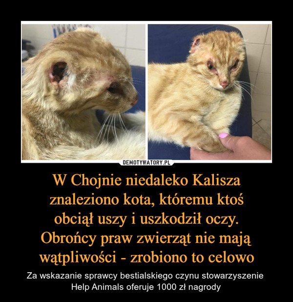 W Chojnie niedaleko Kalisza
znaleziono kota, któremu ktoś
obciął uszy i uszkodził oczy.
Obrońcy praw zwierząt nie mają
wątpliwości - zrobiono to celowo
