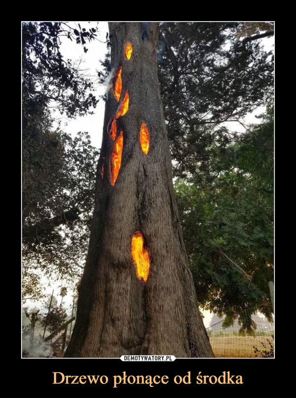 Drzewo płonące od środka –  