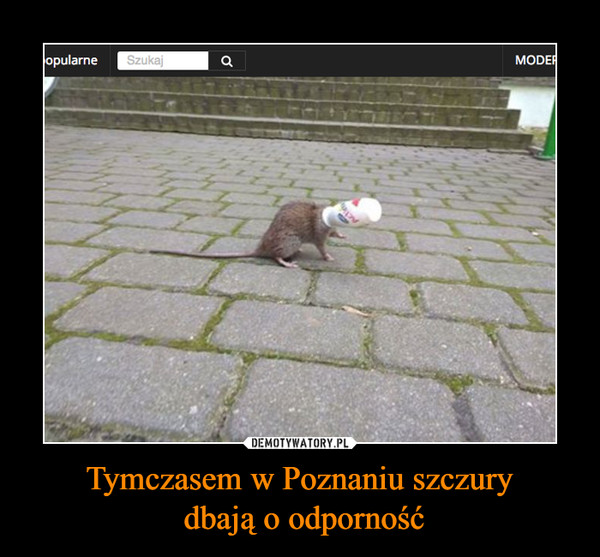 Tymczasem w Poznaniu szczury
 dbają o odporność