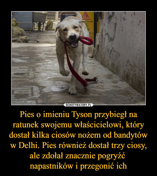 Pies o imieniu Tyson przybiegł na ratunek swojemu właścicielowi, który dostał kilka ciosów nożem od bandytów w Delhi. Pies również dostał trzy ciosy, ale zdołał znacznie pogryźć 
napastników i przegonić ich