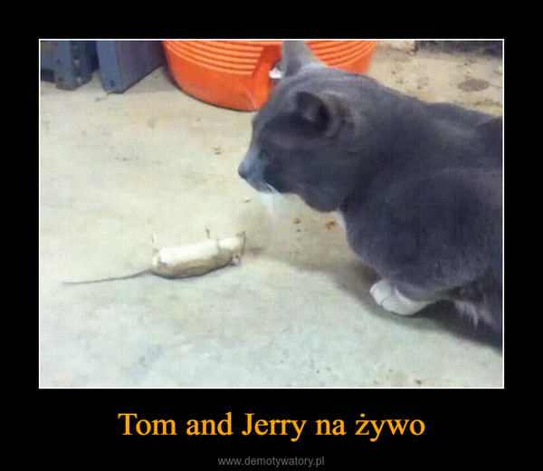 Tom and Jerry na żywo –  