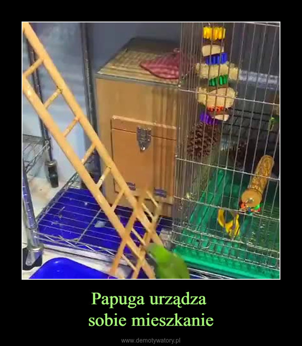 Papuga urządza sobie mieszkanie –  