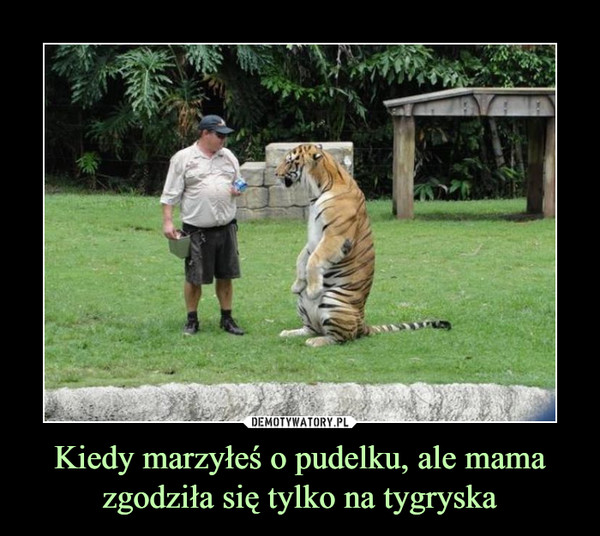 Kiedy marzyłeś o pudelku, ale mama zgodziła się tylko na tygryska