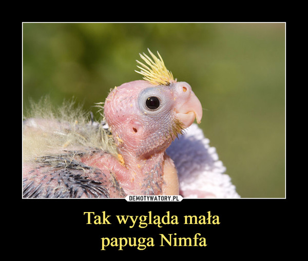 Tak wygląda mała papuga Nimfa –  