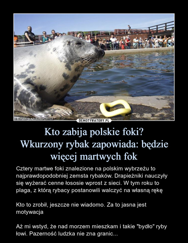 Kto zabija polskie foki?
Wkurzony rybak zapowiada: będzie więcej martwych fok