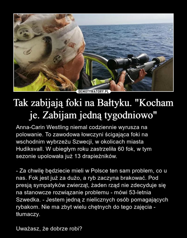 Tak zabijają foki na Bałtyku. "Kocham je. Zabijam jedną tygodniowo"