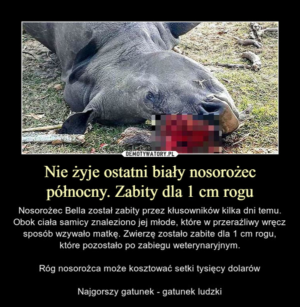 Nie żyje ostatni biały nosorożec północny. Zabity dla 1 cm rogu – Nosorożec Bella został zabity przez kłusowników kilka dni temu. Obok ciała samicy znaleziono jej młode, które w przeraźliwy wręcz sposób wzywało matkę. Zwierzę zostało zabite dla 1 cm rogu, które pozostało po zabiegu weterynaryjnym.Róg nosorożca może kosztować setki tysięcy dolarówNajgorszy gatunek - gatunek ludzki 
