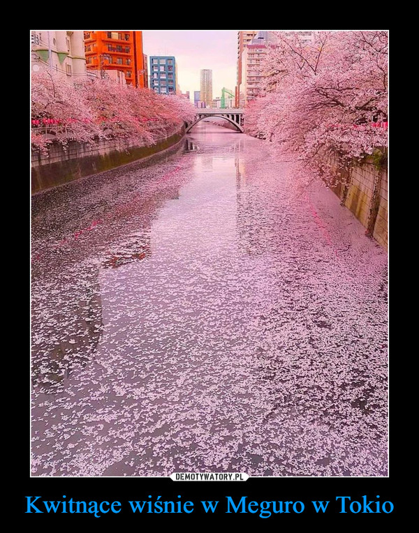 Kwitnące wiśnie w Meguro w Tokio